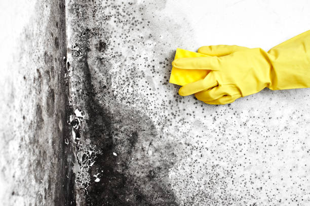 Best Industrial Mold Remediation in St Leo, FL