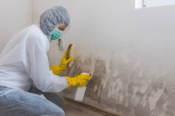 Best Preventive Mold Services in St Leo, FL