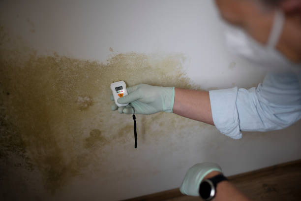 Best Kitchen Mold Remediation in St Leo, FL