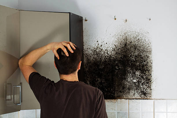 Best Localized Mold Remediation (e.g., coastal areas, humid climates) in St Leo, FL
